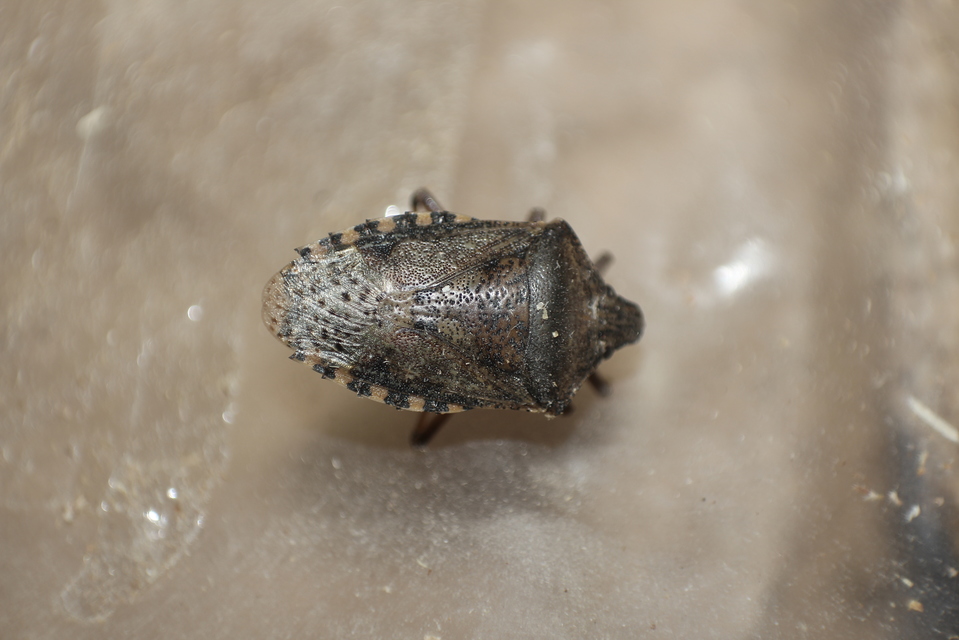Rhaphigaster nebulosa - bencepoloska