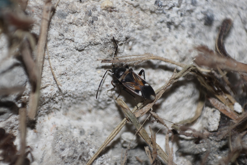 Raglius alboacuminatus - tarka díszesbodobács