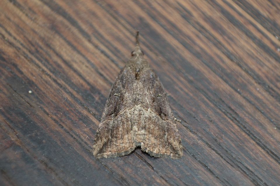Hypena rostralis - közönséges karcsúbagoly