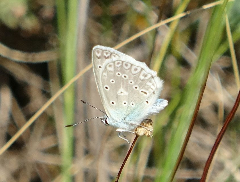 Polyommatus daphnis - csipkés boglárka