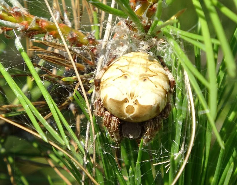 Araneus grossus - óriás keresztespók