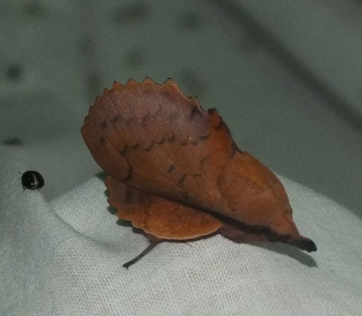 Gastropacha quercifolia - tölgylevélpohók