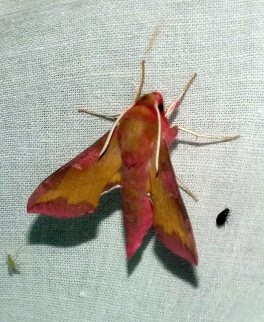 Deilephila porcellus - piros szender
