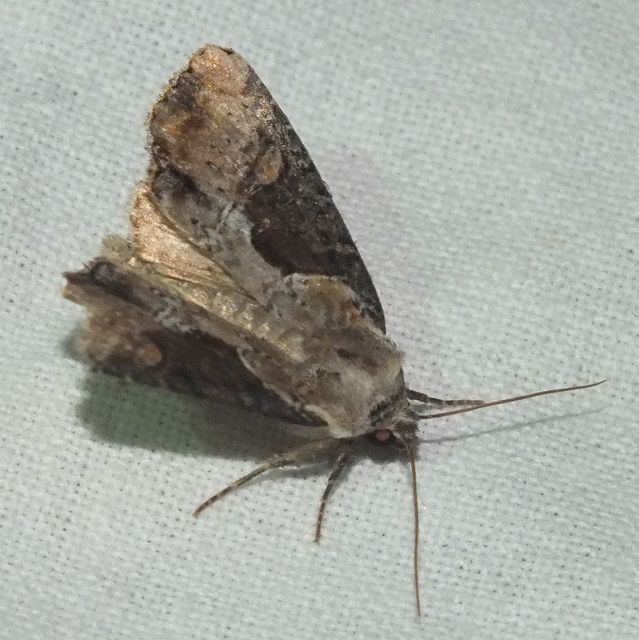 Lateroligia ophiogramma - harmatkása-dudvabagoly