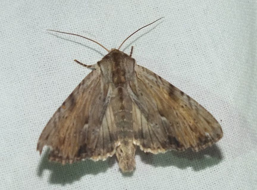 Apamea lithoxylaea - fakó dudvabagoly