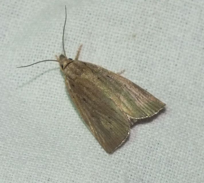 Calamotropha paludella - barna nádlevélmoly