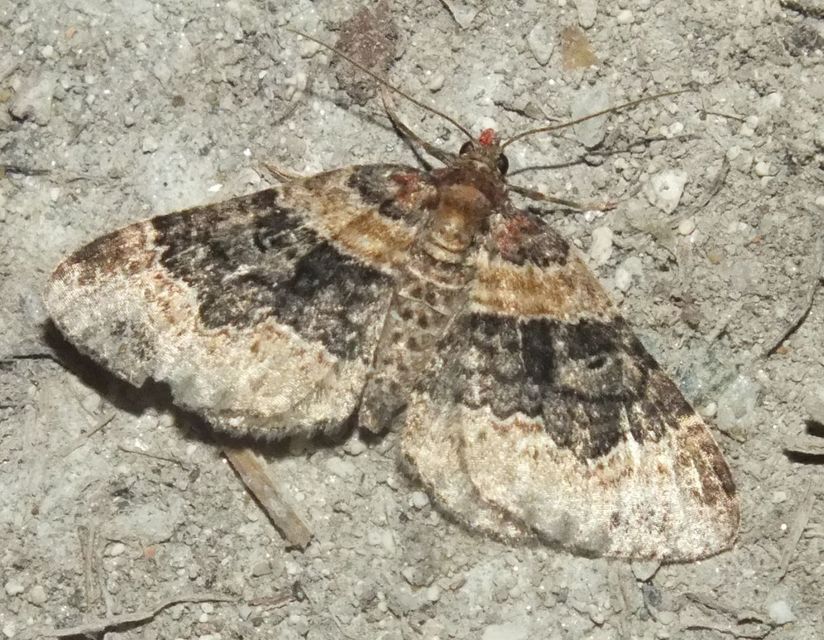 Xanthorhoe