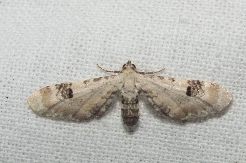 Eupithecia centaureata - búzavirág-törpearaszoló