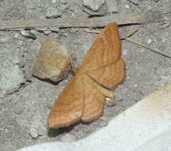 Idaea ochrata - okkerszínű sávosaraszoló