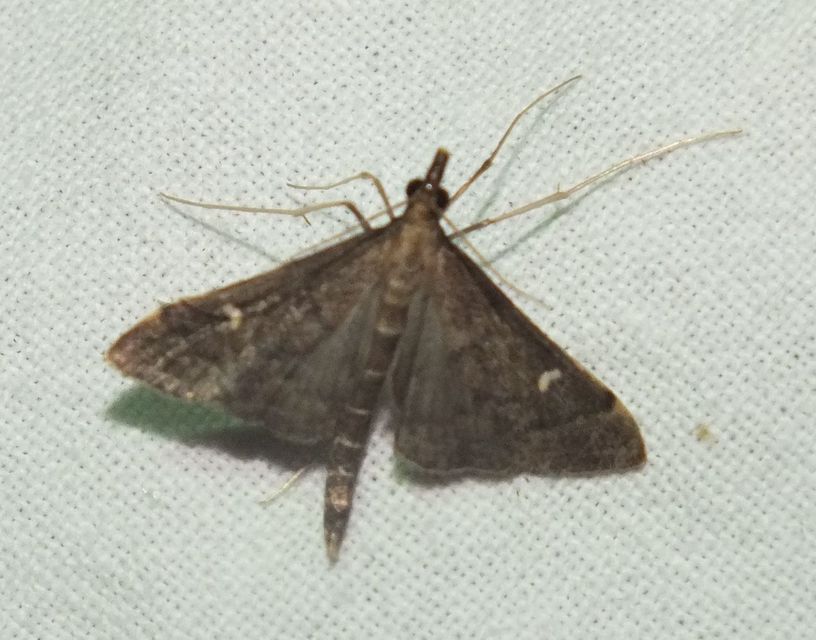 Dolicharthria punctalis - hosszúlábú tűzmoly