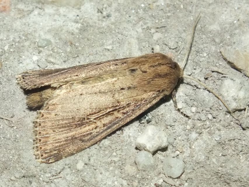 Nonagria typhae - gyékényevő nádibagoly