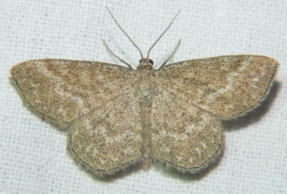 Scopula immorata - réti sávosaraszoló