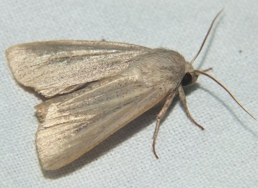 Mythimna pudorina - vörös rétibagoly