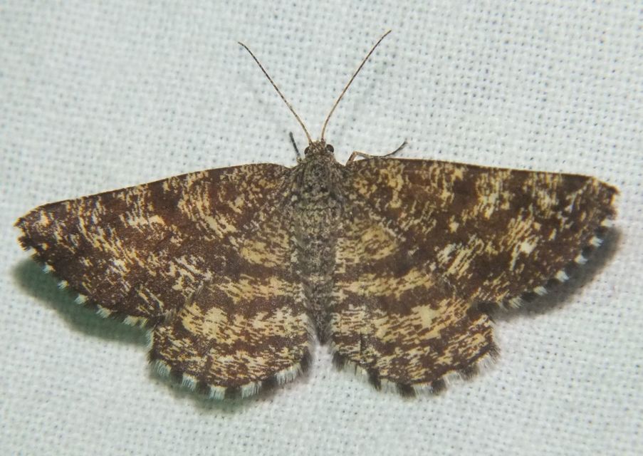 Ematurga atomaria - barna rétiaraszoló