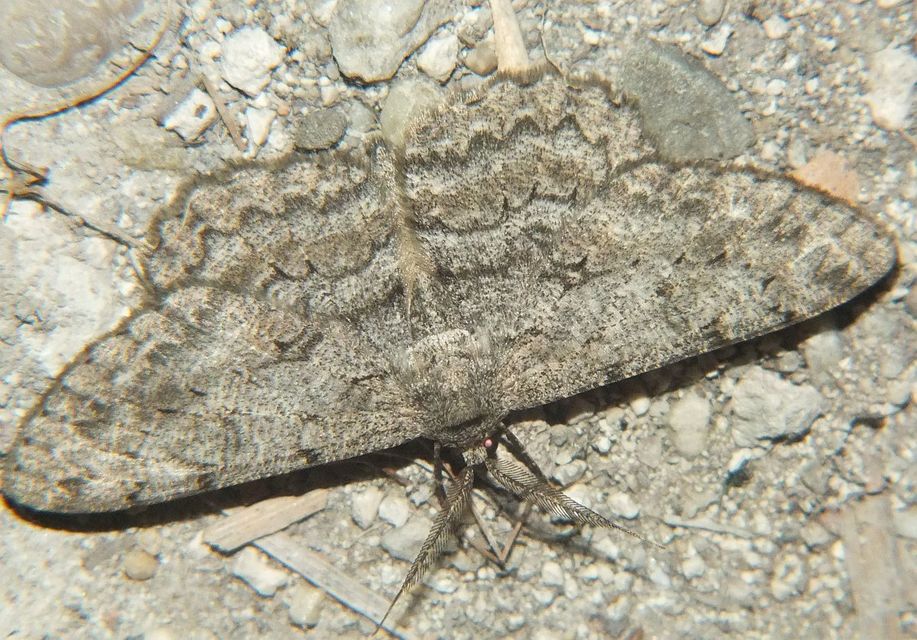 Hypomecis punctinalis - pettyes faaraszoló
