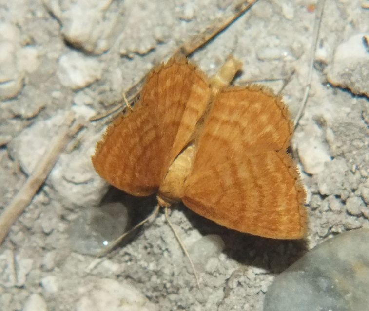Idaea ochrata - okkerszínű sávosaraszoló