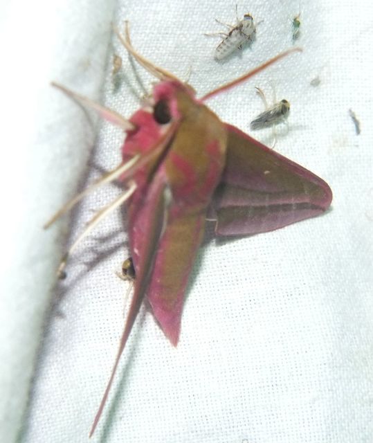 Deilephila elpenor - szőlőszender