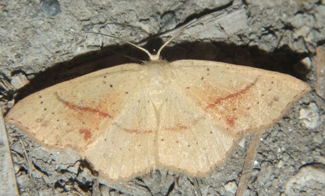 Cyclophora punctaria - sávos pettyesaraszoló