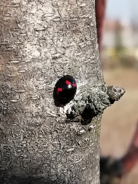Exochomus quadripustulatus - négyfoltos szerecsenkata