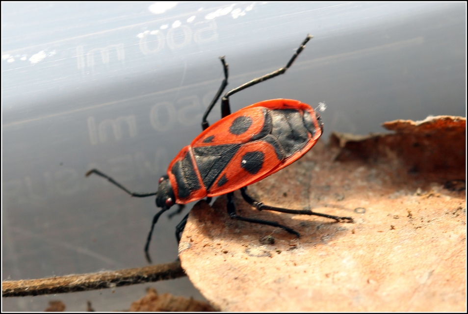 Pyrrhocoris apterus - verőköltő poloska