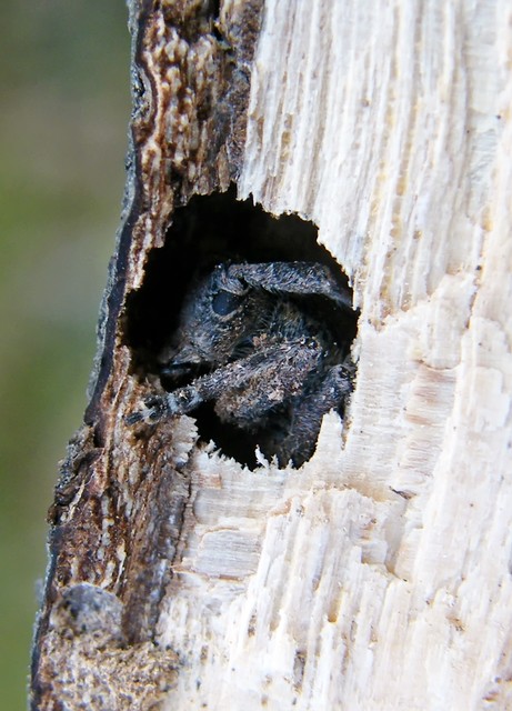 Mesosa nebulosa - ködfoltos cincér