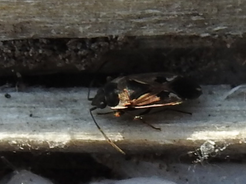 Rhyparochromus vulgaris - közönséges díszesbodobács