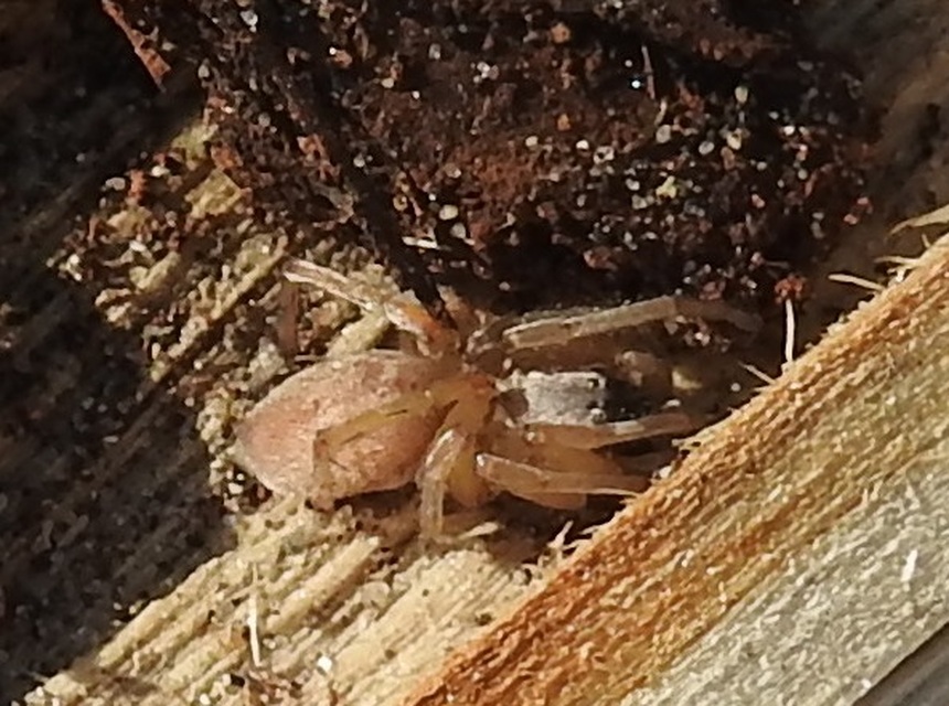 Clubiona
