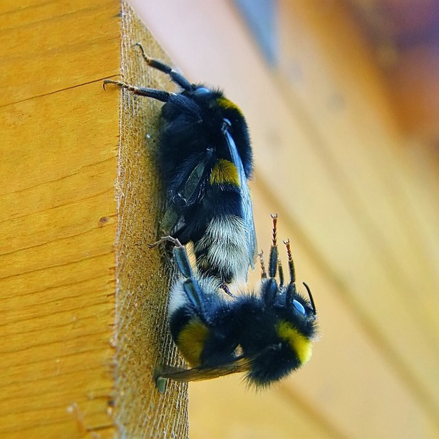 Bombus terrestris - földi poszméh