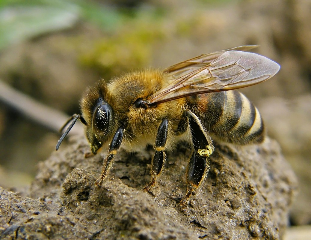 Apis mellifera - háziméh