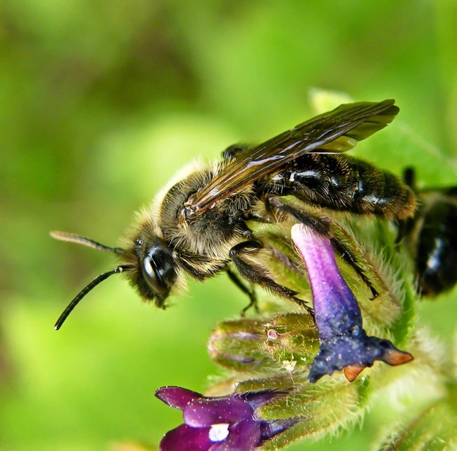 Hymenoptera - Hártyásszárnyúak