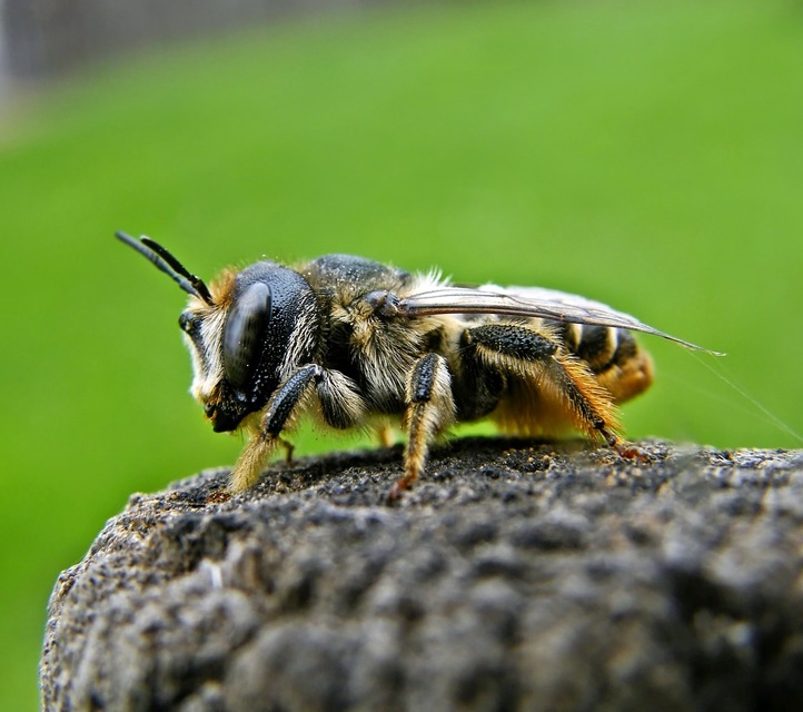Megachilidae - művészméhek