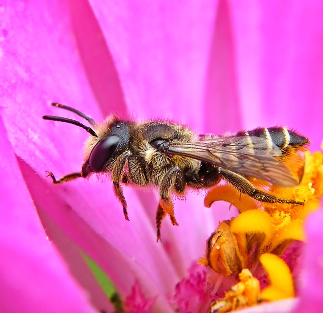 Megachilidae - művészméhek