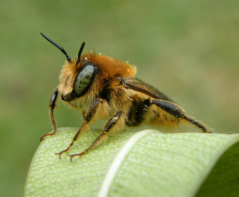 Hymenoptera - Hártyásszárnyúak