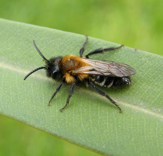 Hymenoptera - Hártyásszárnyúak