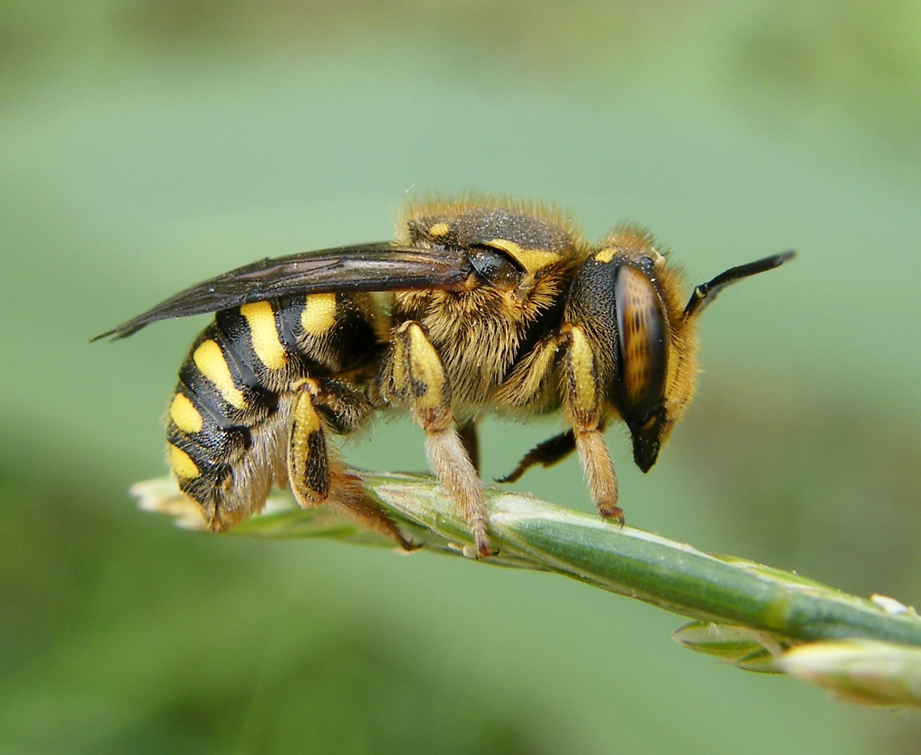 Anthidium