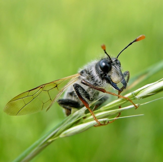 Cimbicidae - bunkóscsápú levéldarazsak