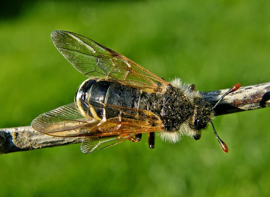 Cimbicidae - bunkóscsápú levéldarazsak