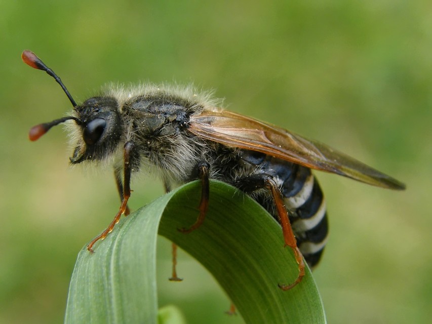 Cimbicidae - bunkóscsápú levéldarazsak