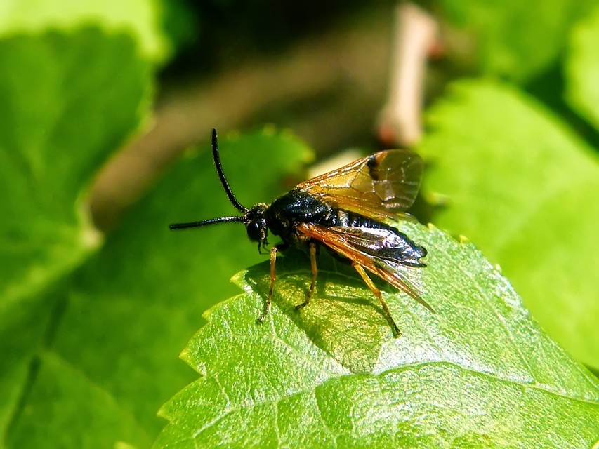Tenthredinidae - valódi levéldarazsak