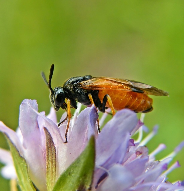Argidae - botcsápú levéldarazsak