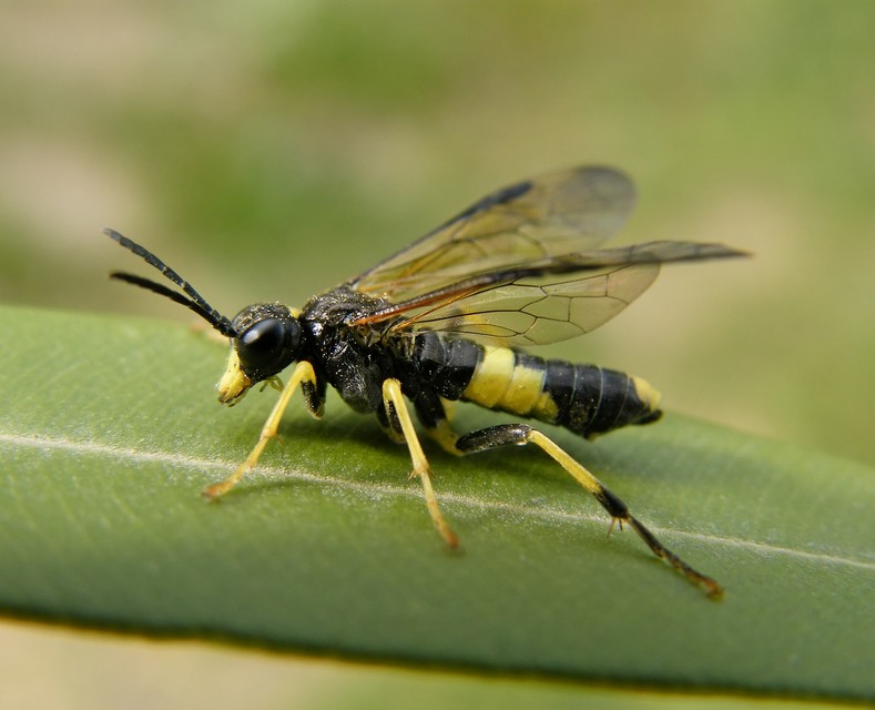 Tenthredo temula