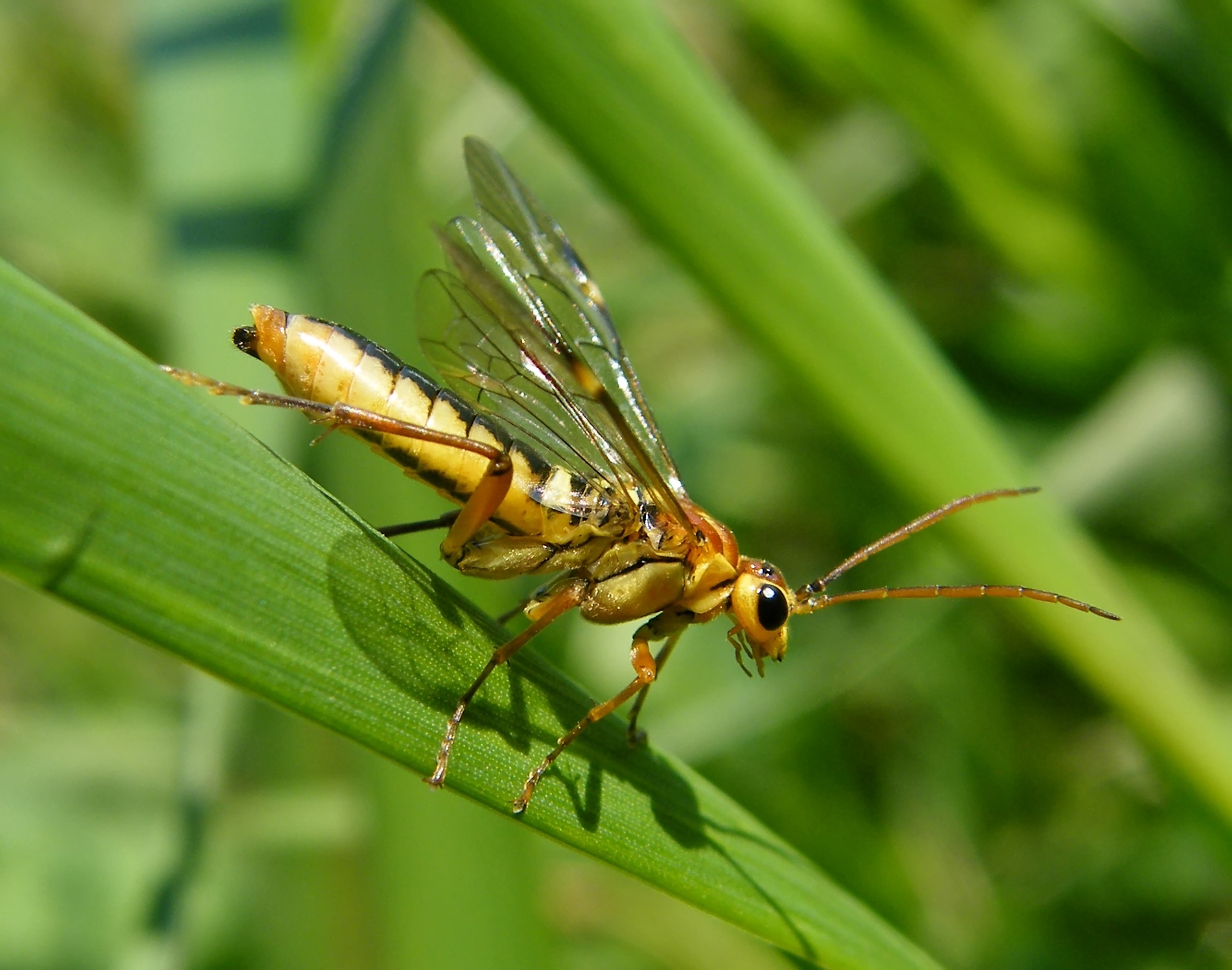 Tenthredopsis nassata - élénkbarna övesdarázs