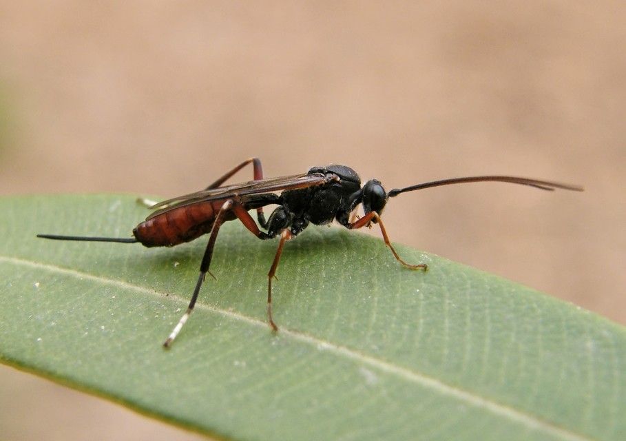 Cryptinae