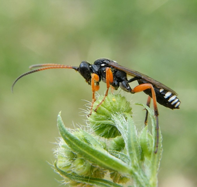 Ichneumoninae