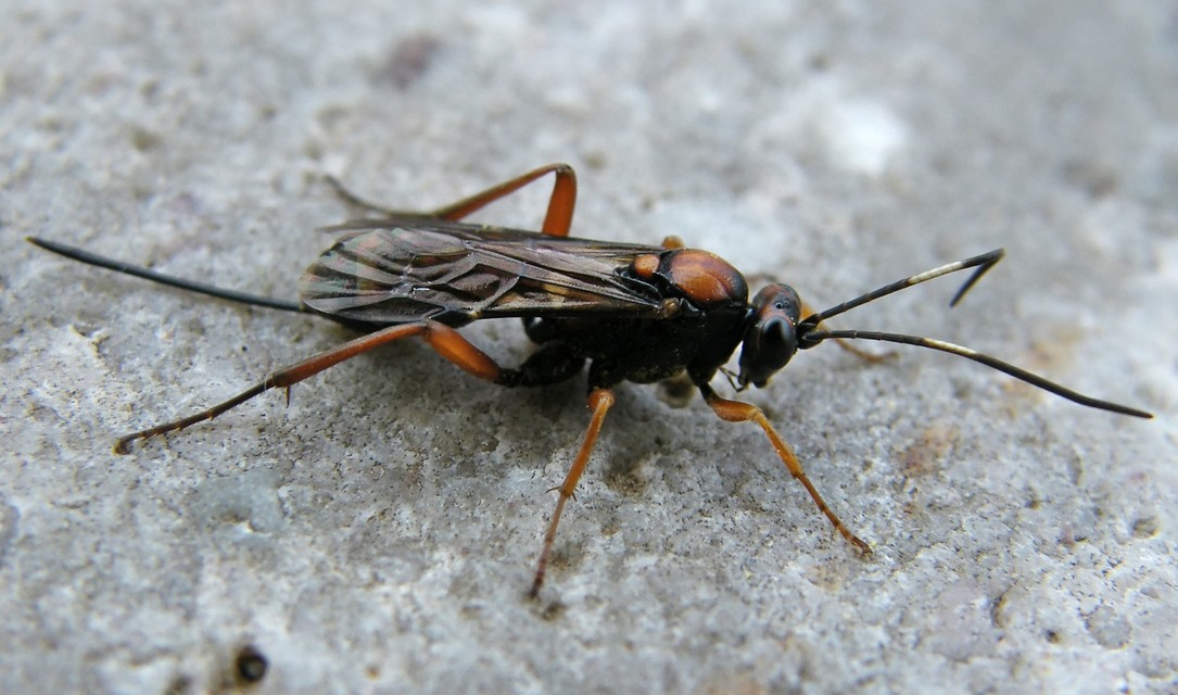 Cryptinae
