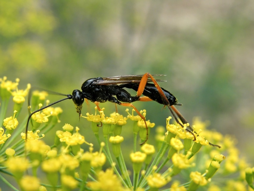 Ichneumonidae - valódi fürkészdarazsak