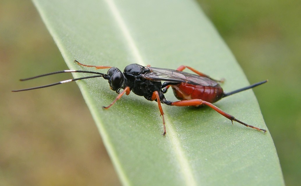Cryptinae