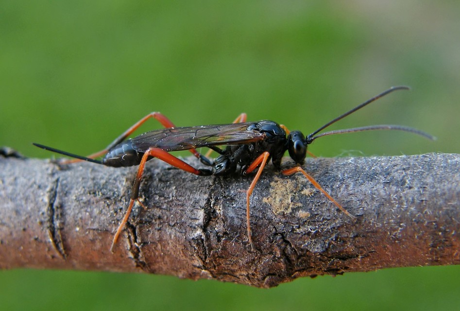 Cryptinae