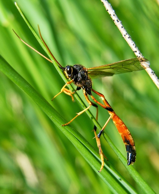 Anomaloninae