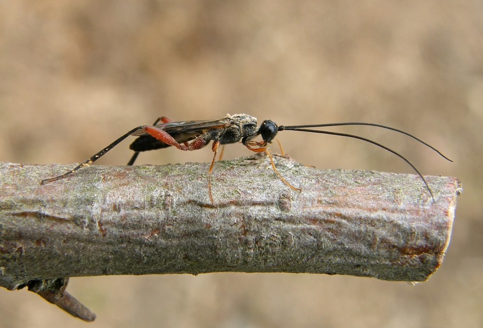 Braconidae - gyilkosfürkészek
